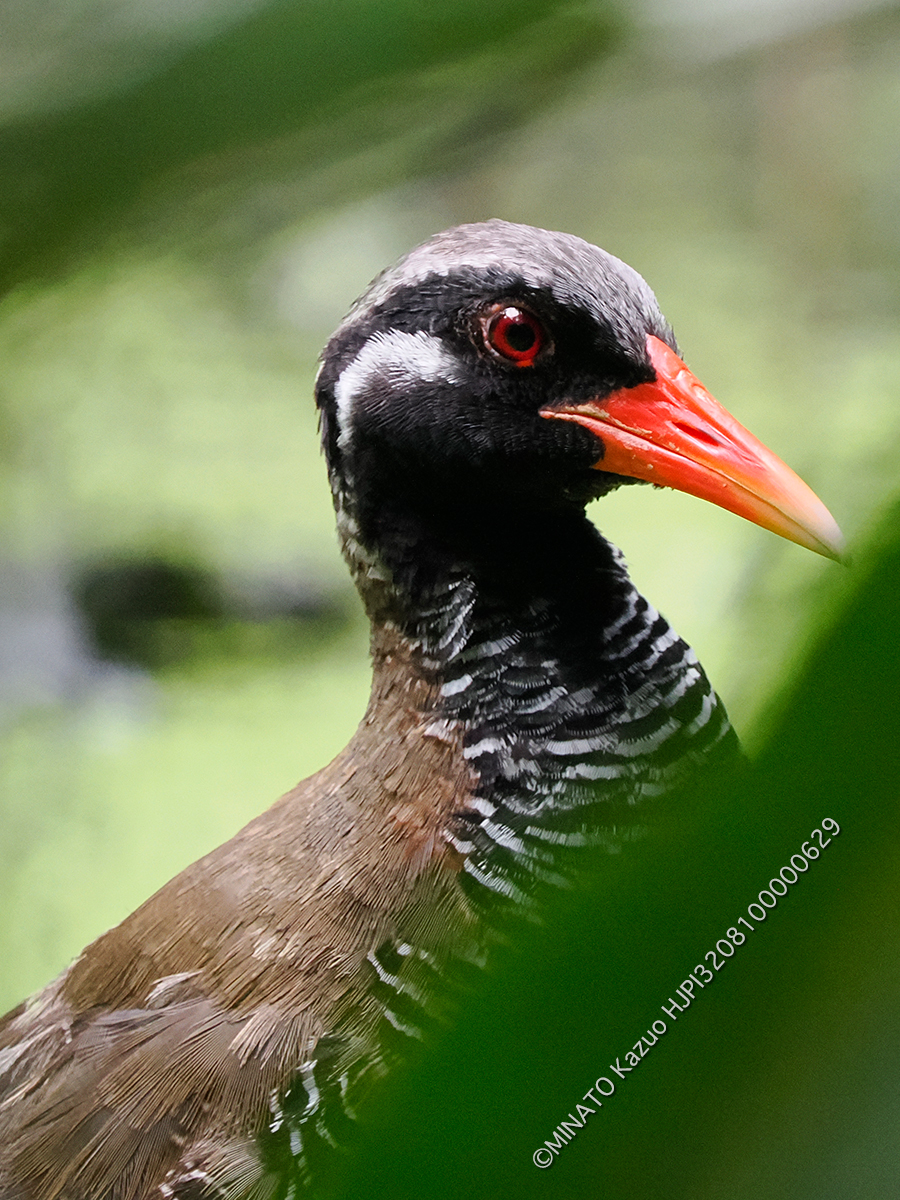 ヤンバルクイナ
