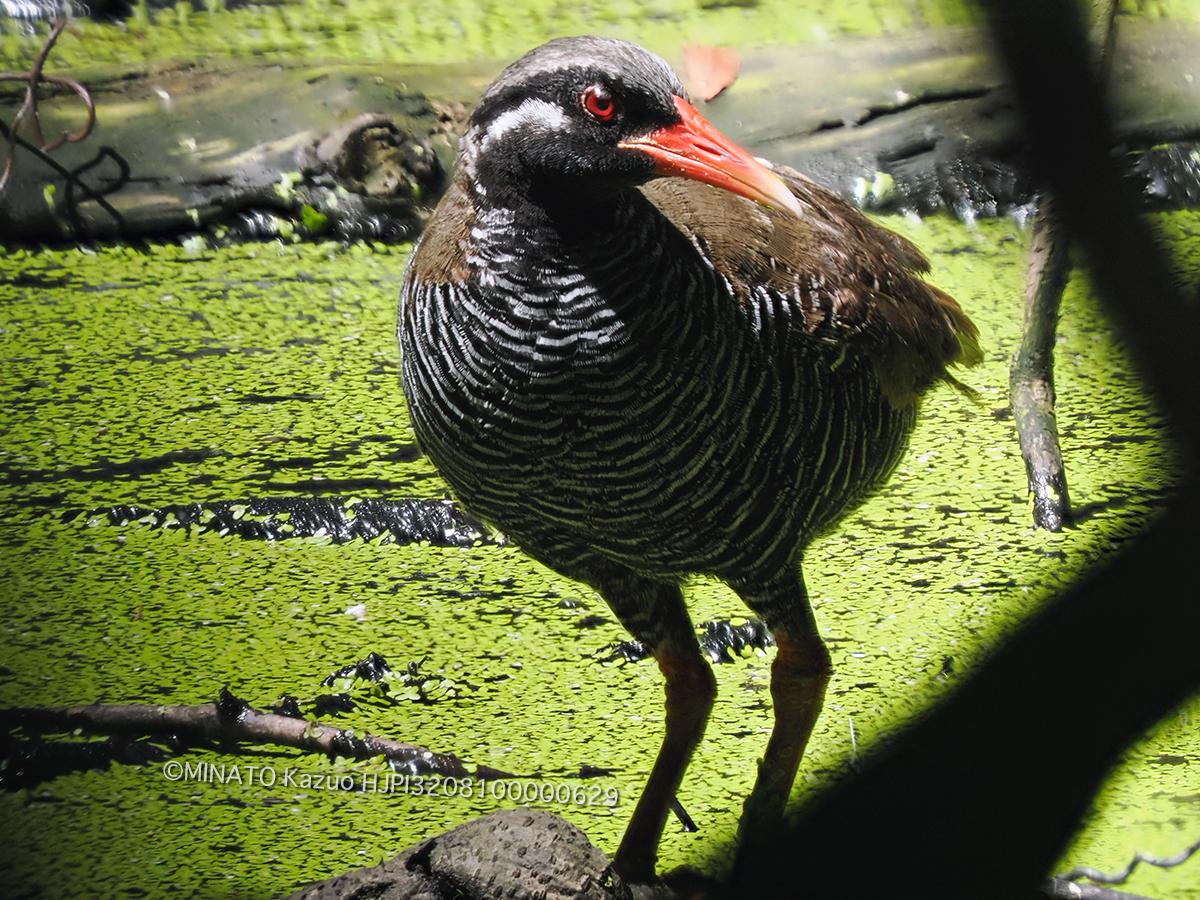 ヤンバルクイナ