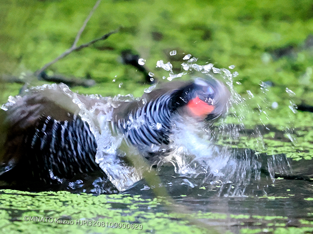 ヤンバルクイナ