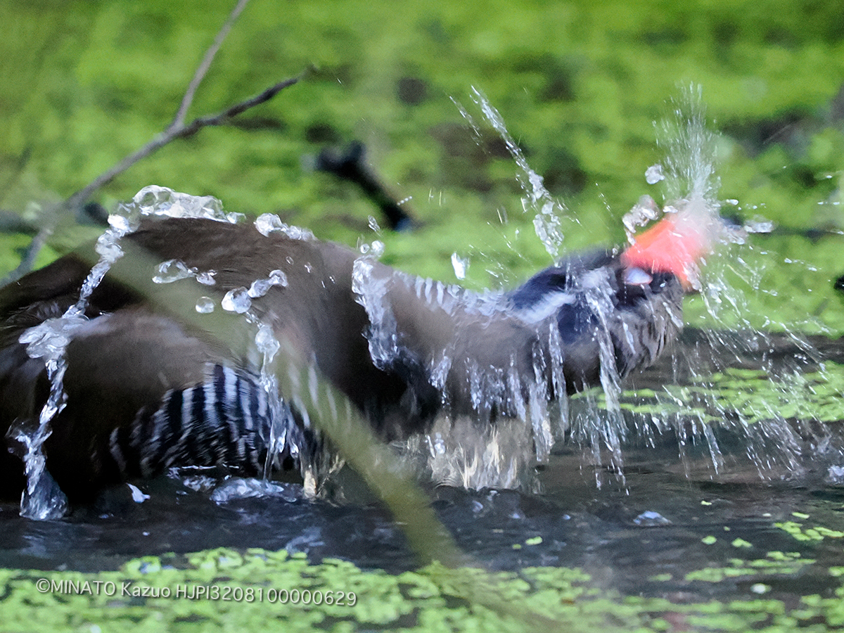 ヤンバルクイナ