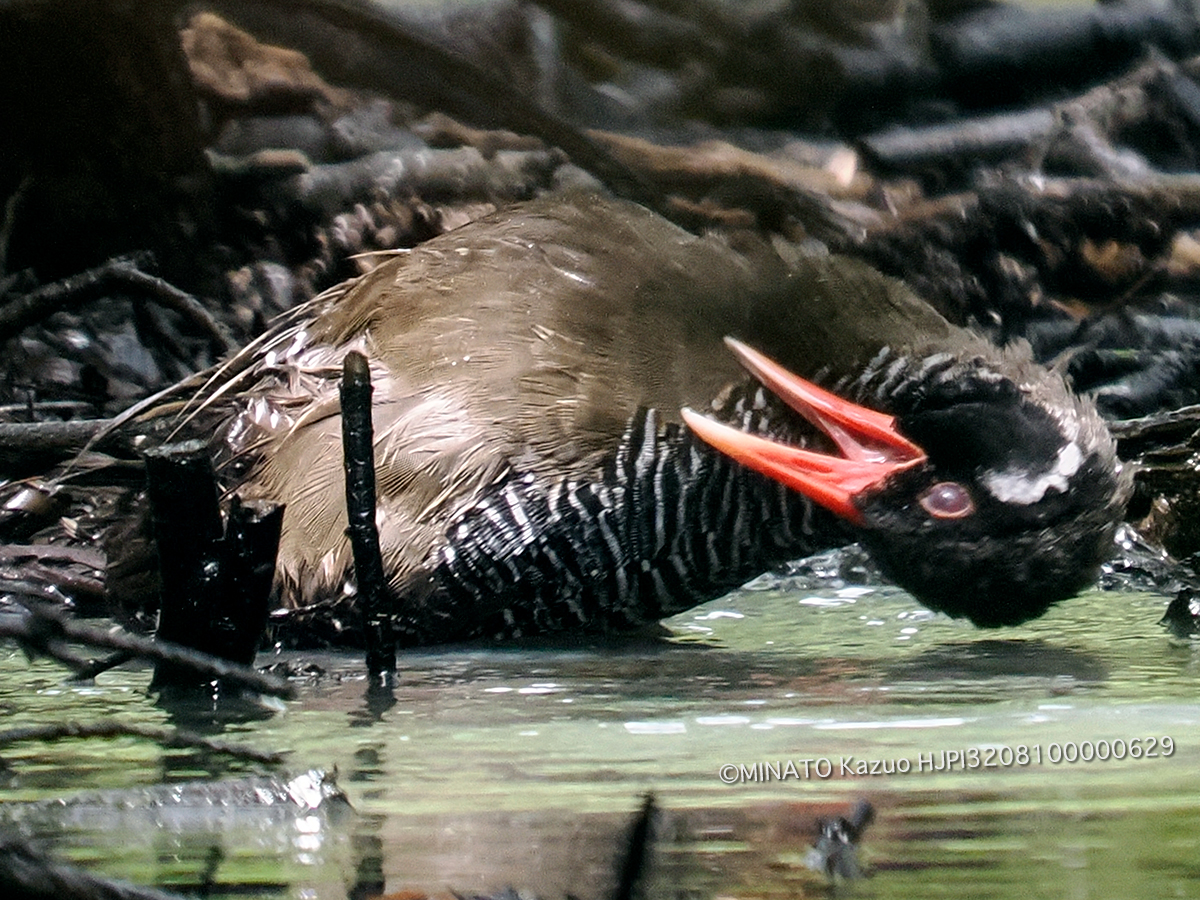 ヤンバルクイナ