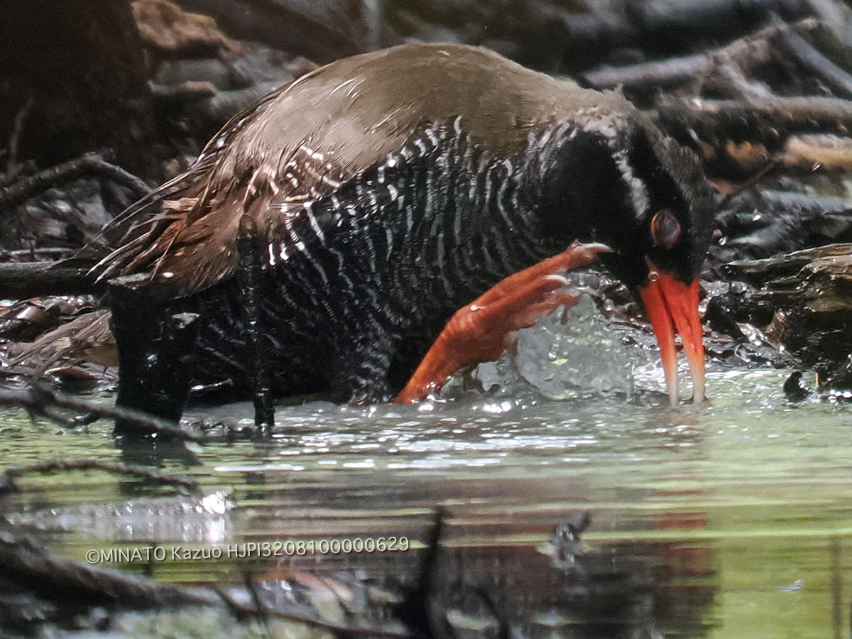 ヤンバルクイナ