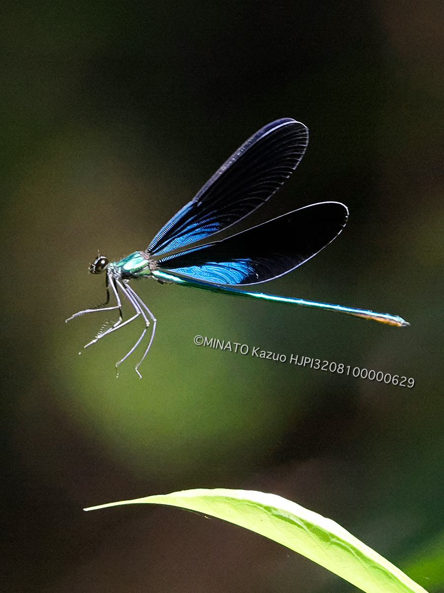 リュウキュウハグロトンボ雄