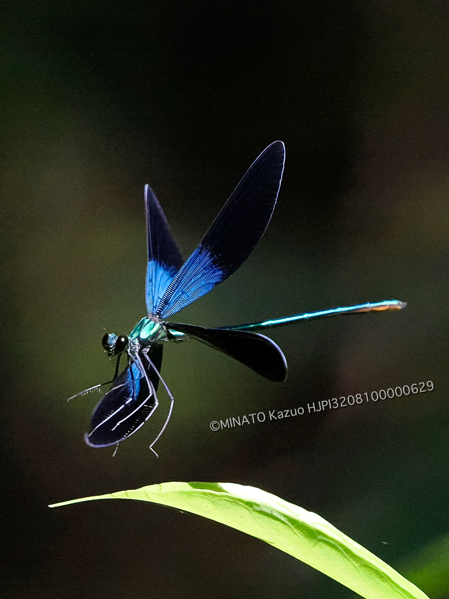 リュウキュウハグロトンボ雄
