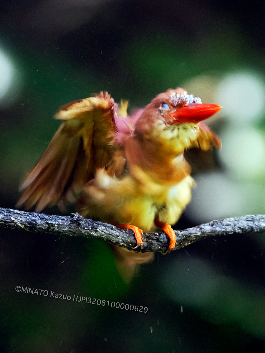 リュウキュウアカショウビン