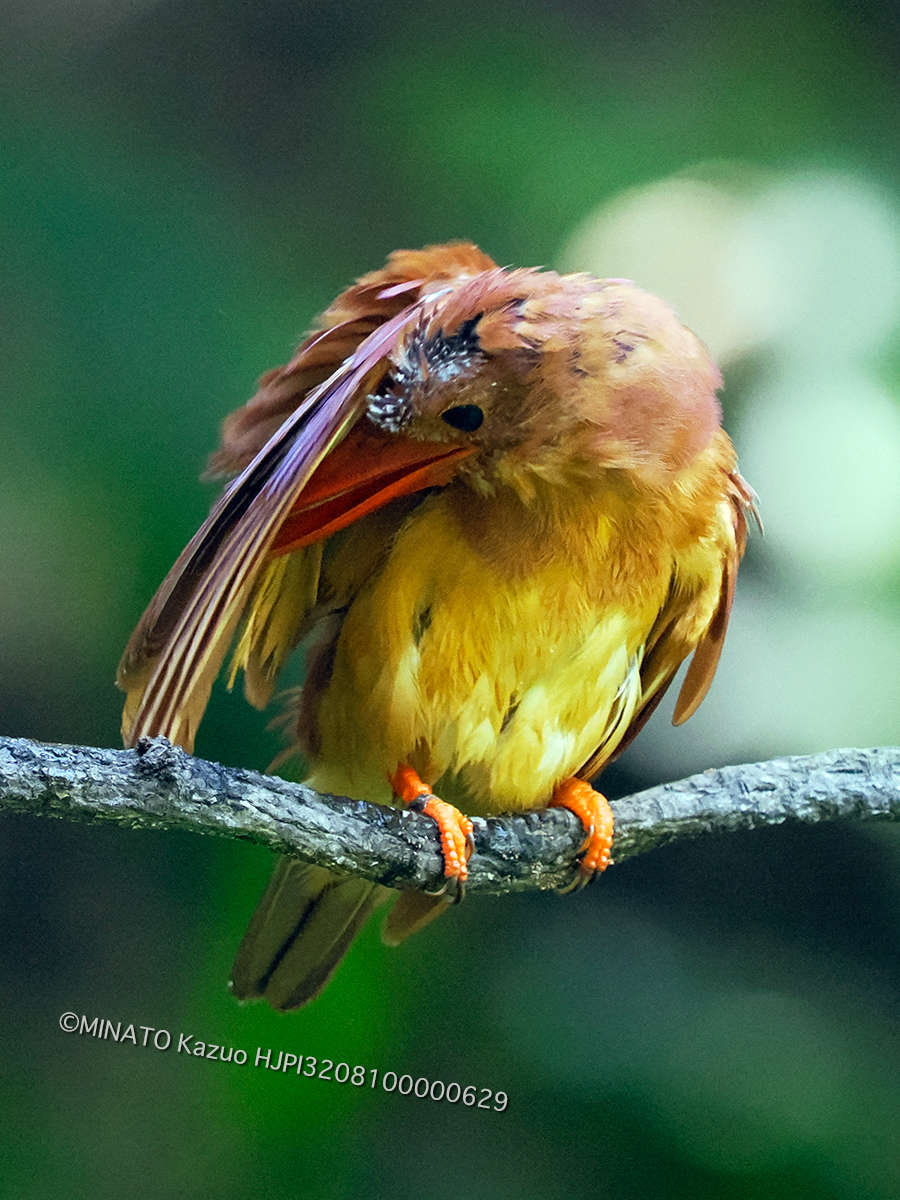 リュウキュウアカショウビン