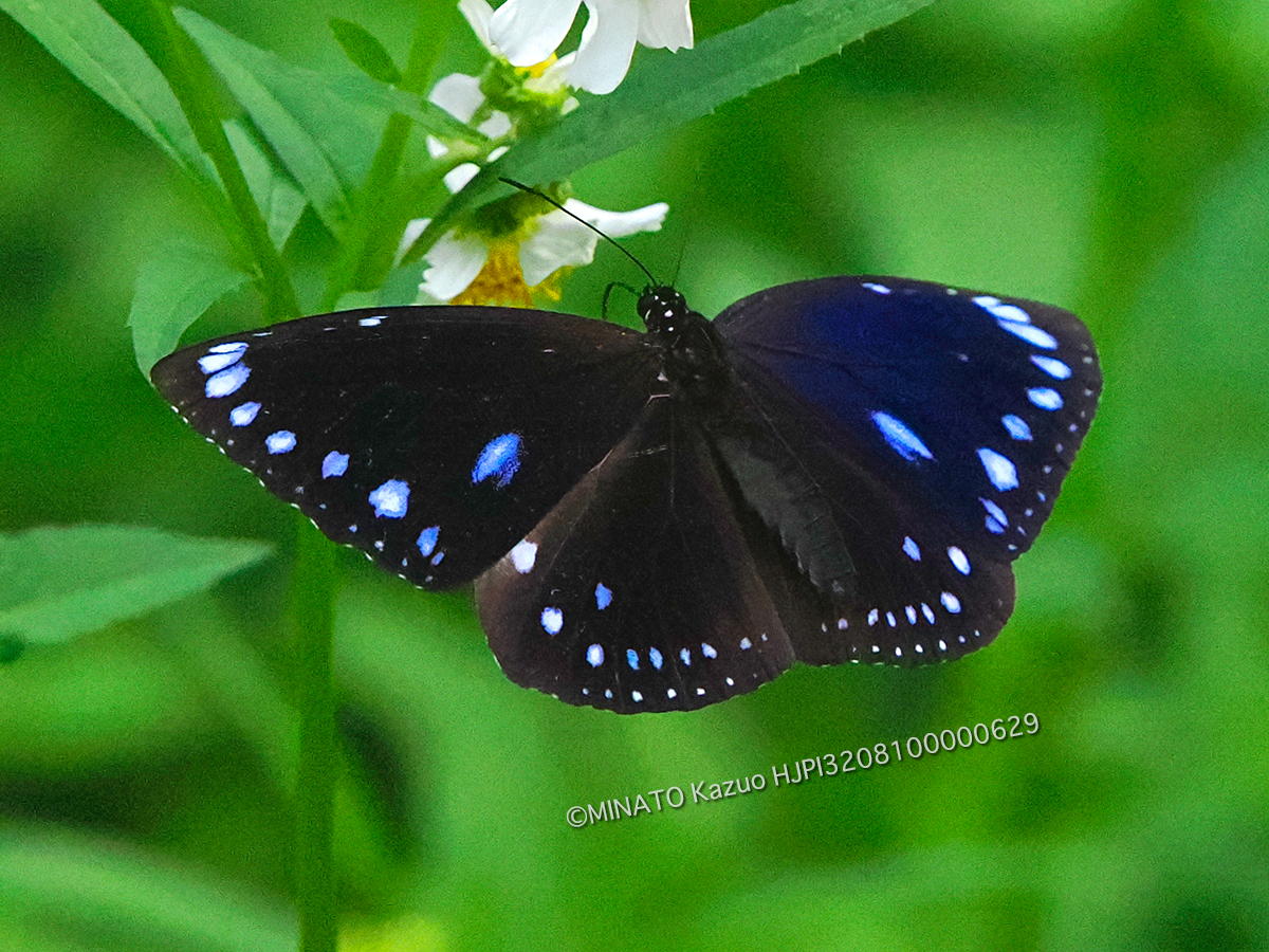 マルバネルリマダラ雌