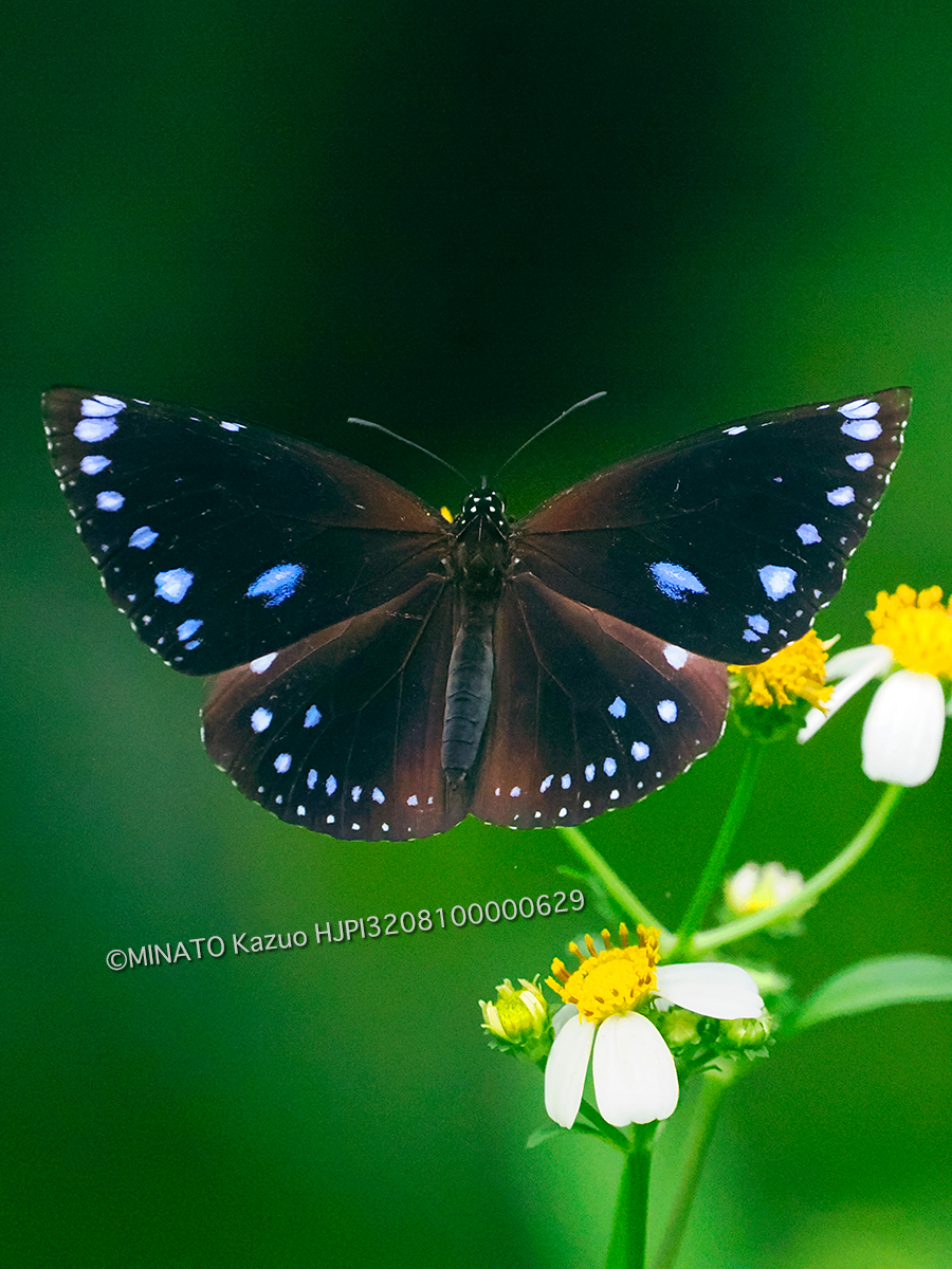 マルバネルリマダラ雌