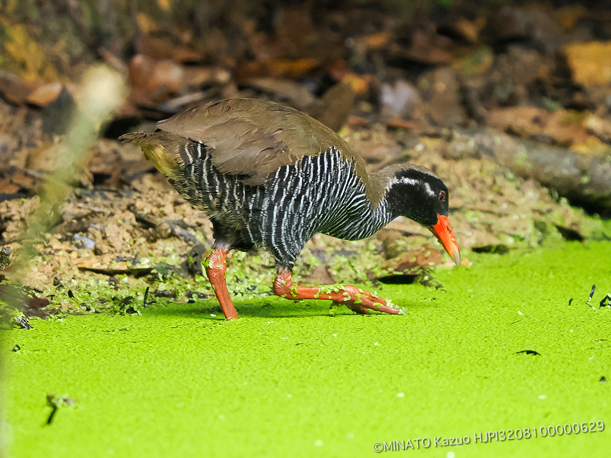 ヤンバルクイナ