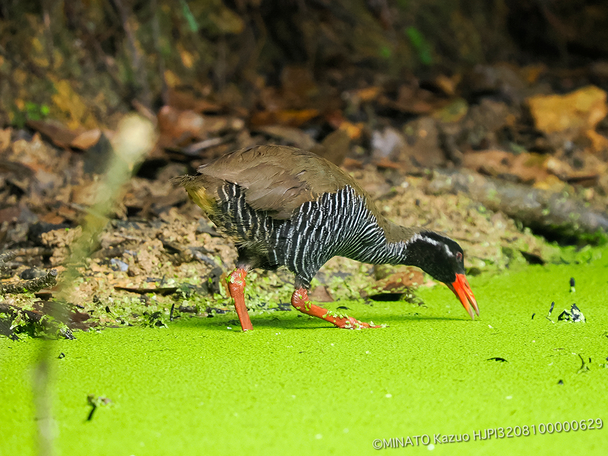 ヤンバルクイナ