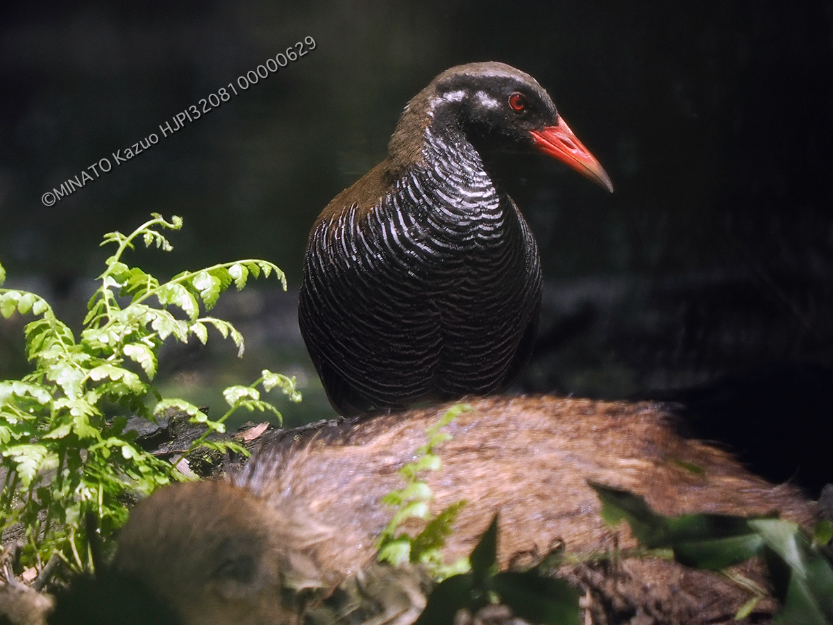 ヤンバルクイナとリュウキュウイノシシ