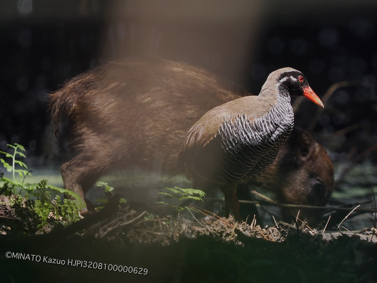 ヤンバルクイナとリュウキュウイノシシ