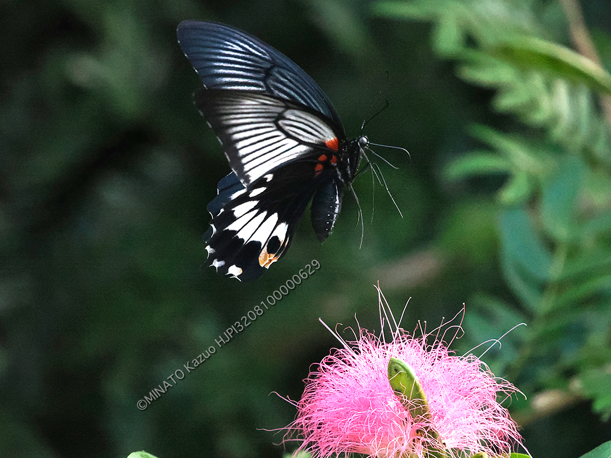 ナガサキアゲハ雌