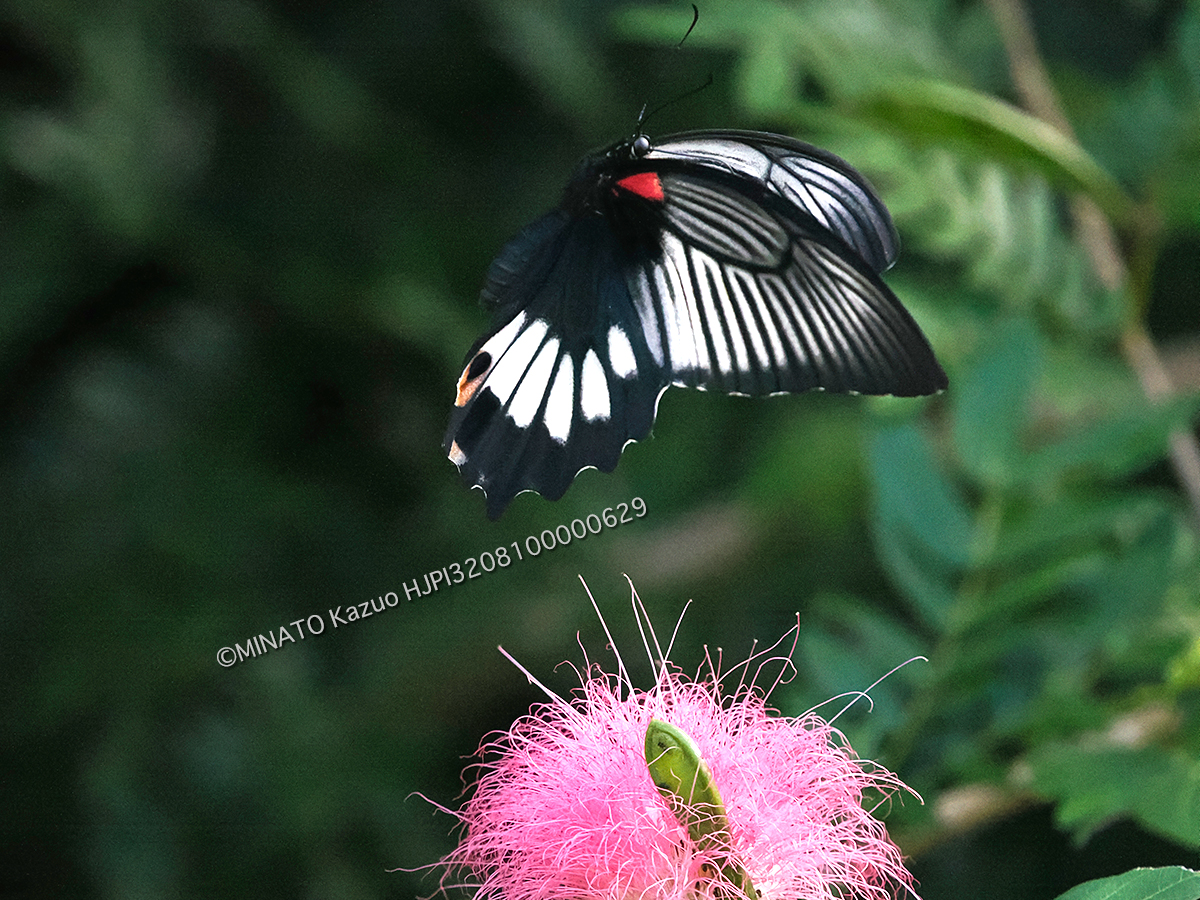 ナガサキアゲハ雌