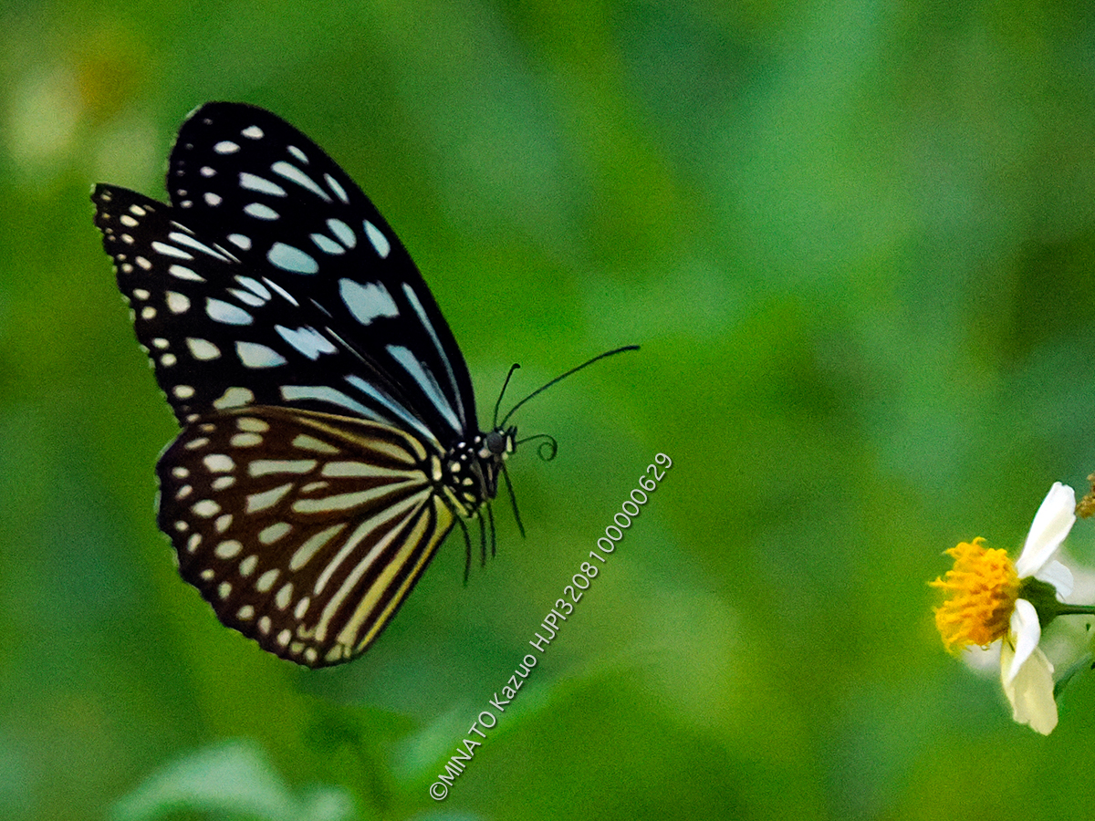 リュウキュウアサギマダラ