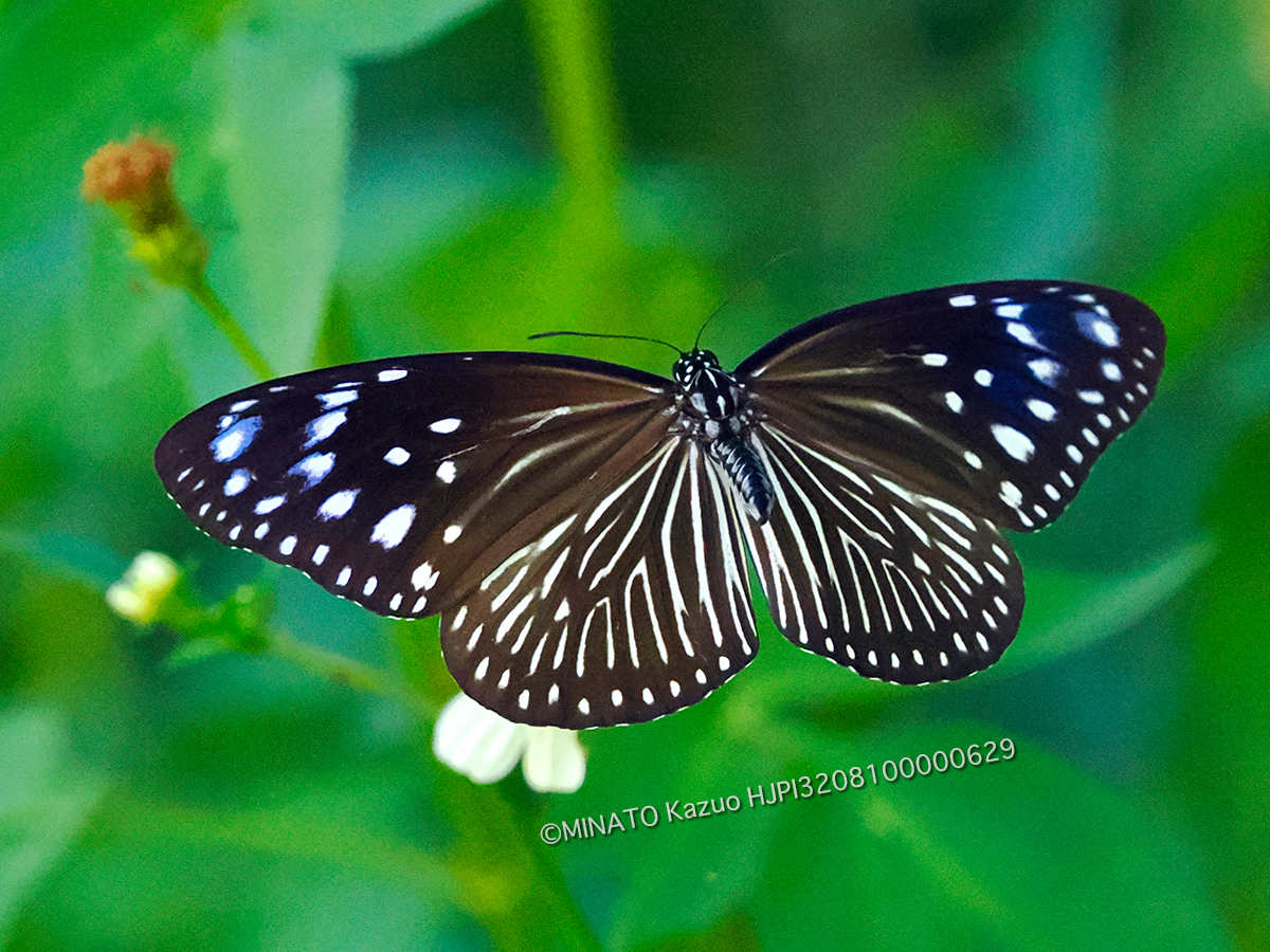 ツマムラサキマダラ雌