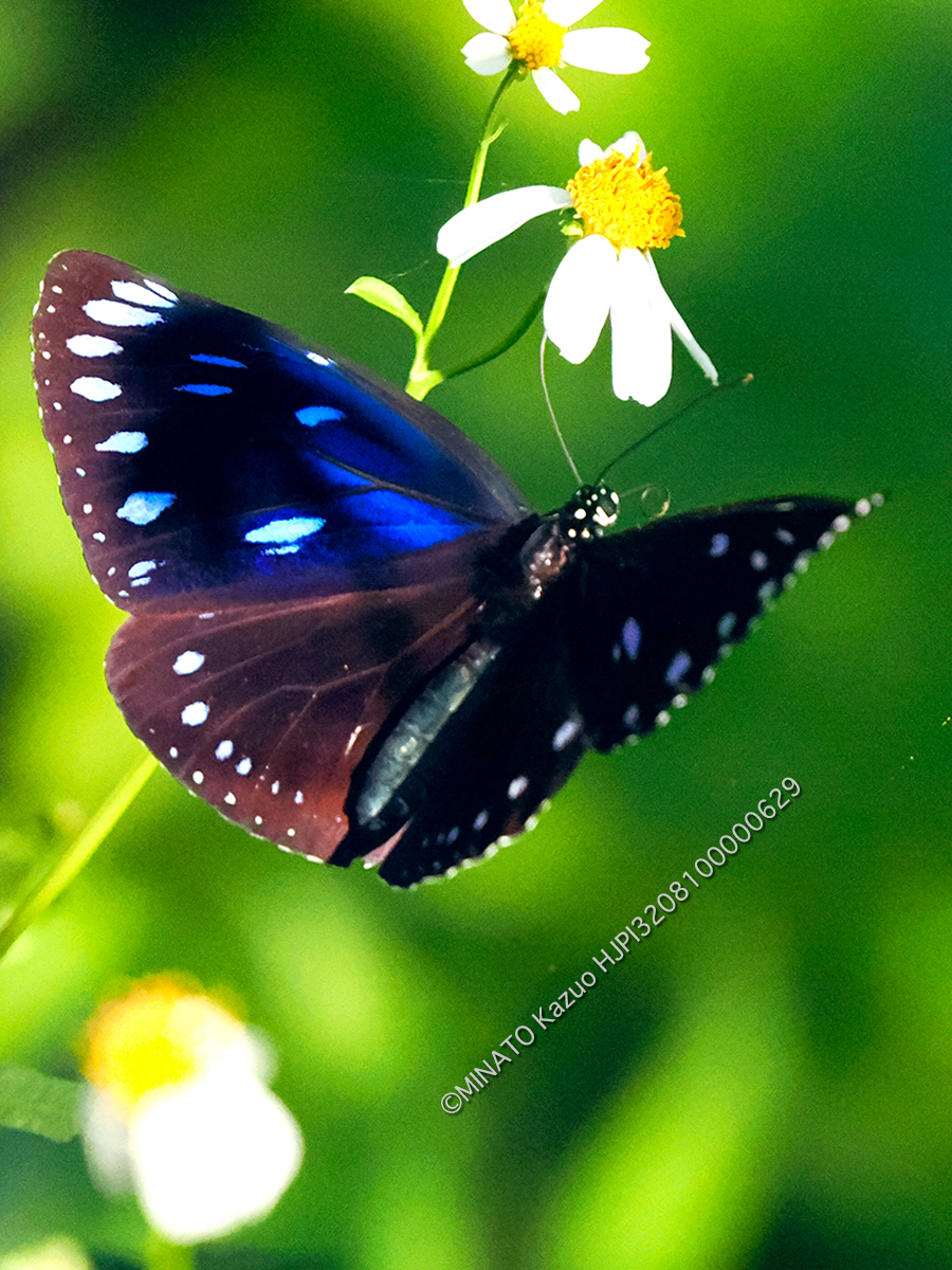 マルバネルリマダラ雌