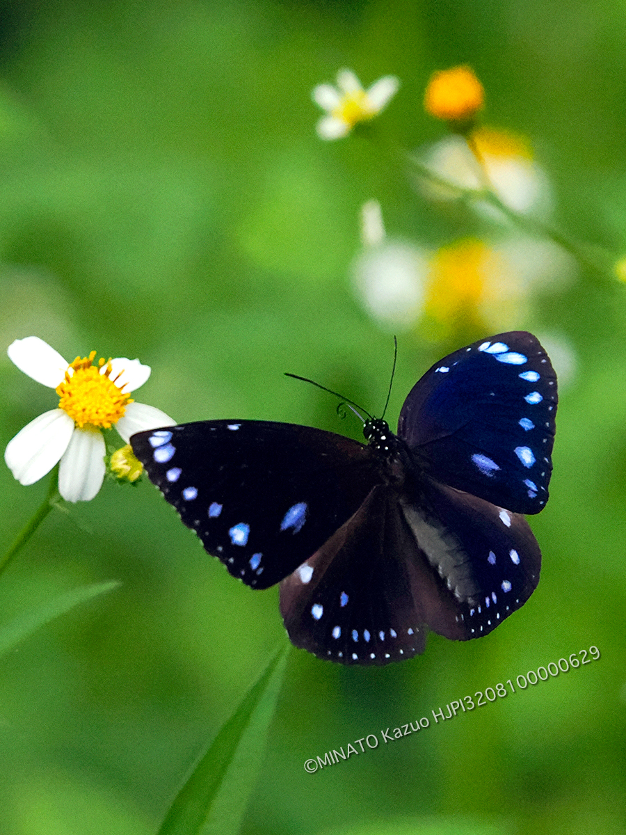 マルバネルリマダラ雌