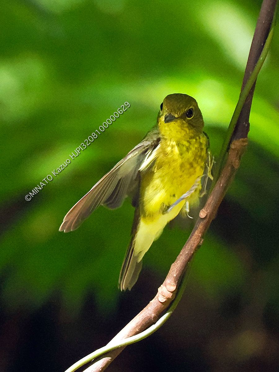 リュウキュウキビタキ？