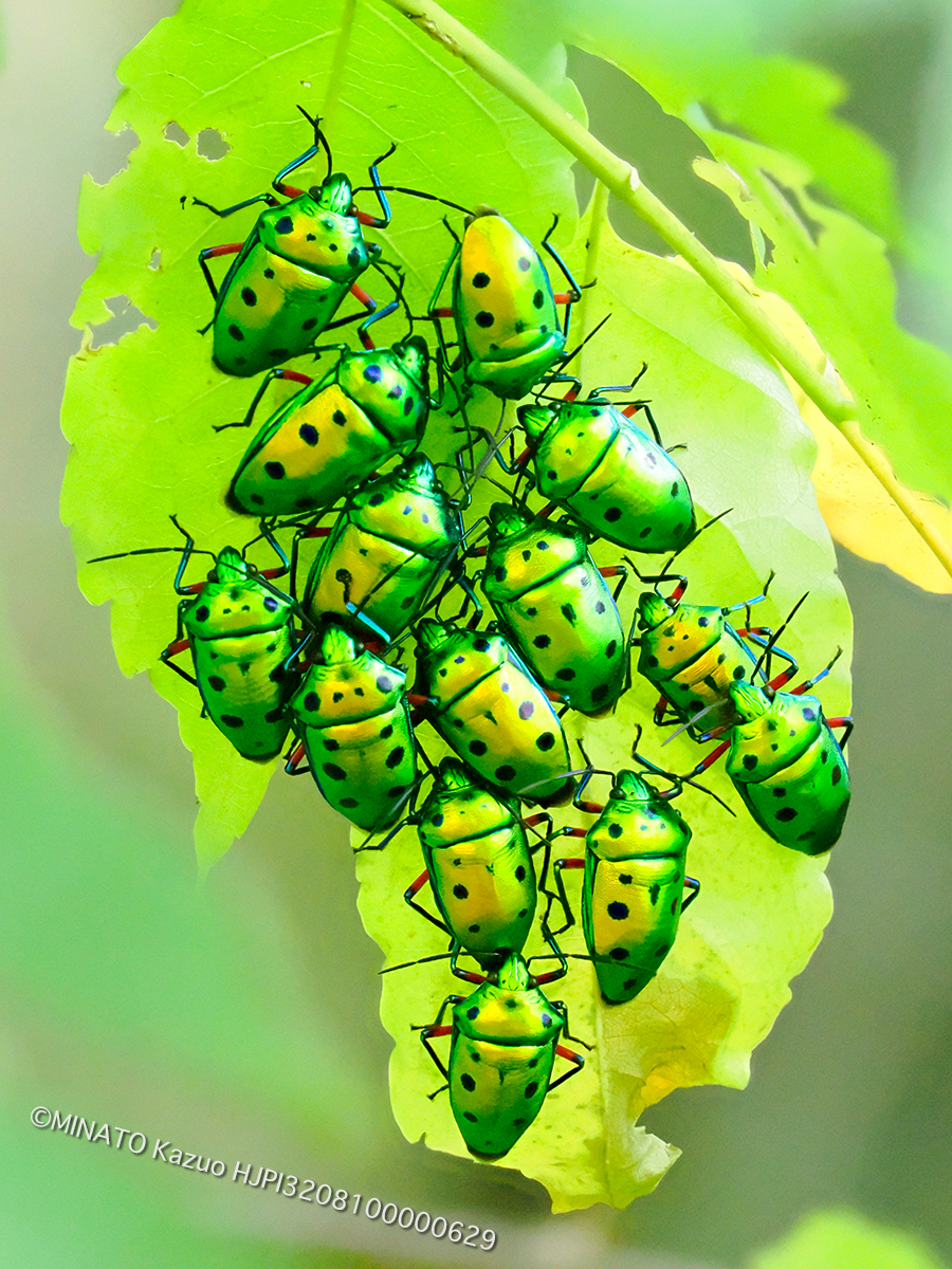 ナナホシキンカメムシ