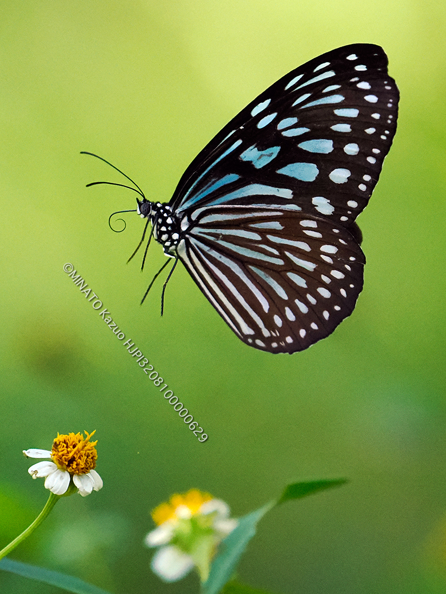 リュウキュウアサギマダラ