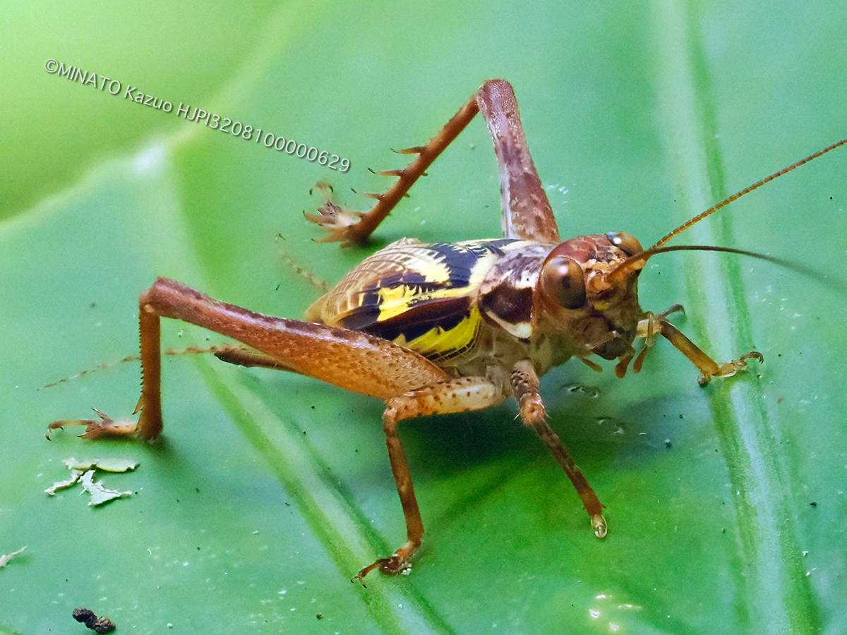 マダラマツムシ