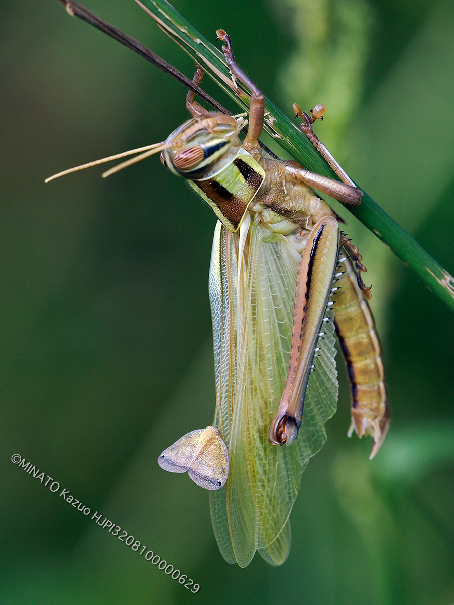 ツチイナゴ羽化