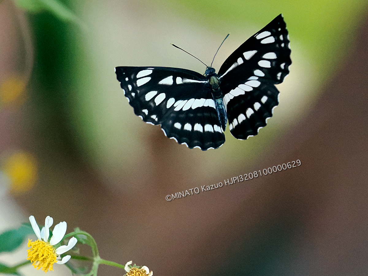 リュウキュウミスジ