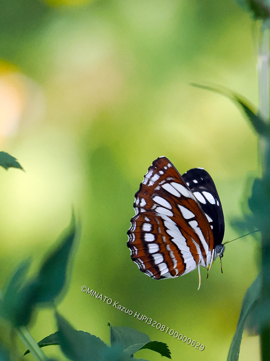 リュウキュウミスジ