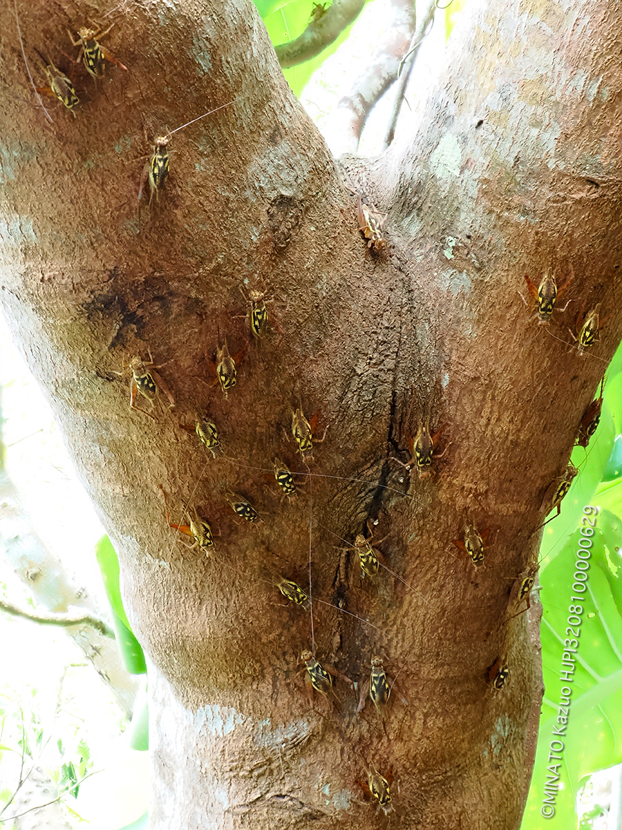 マダラマツムシ