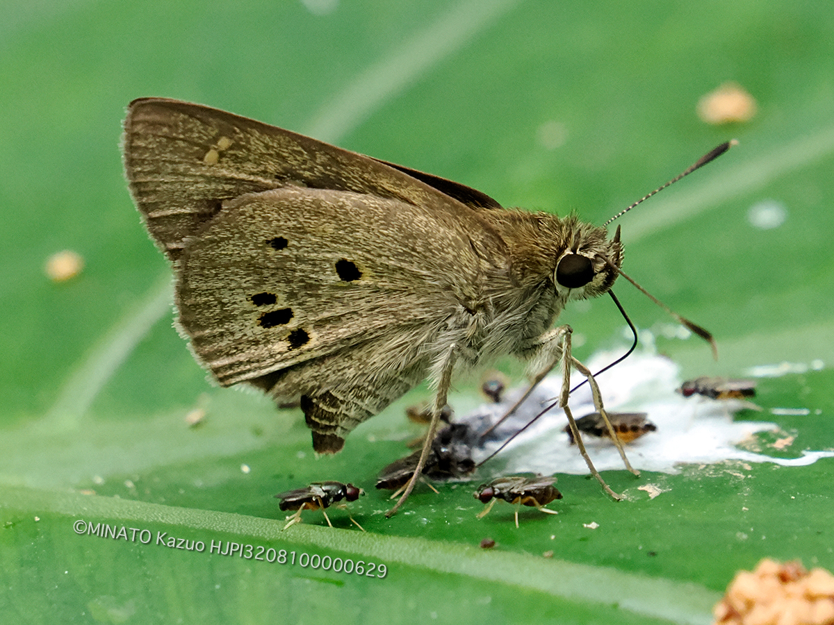 クロボシセセリ