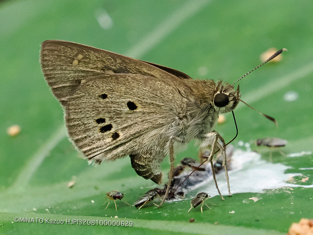 クロボシセセリ