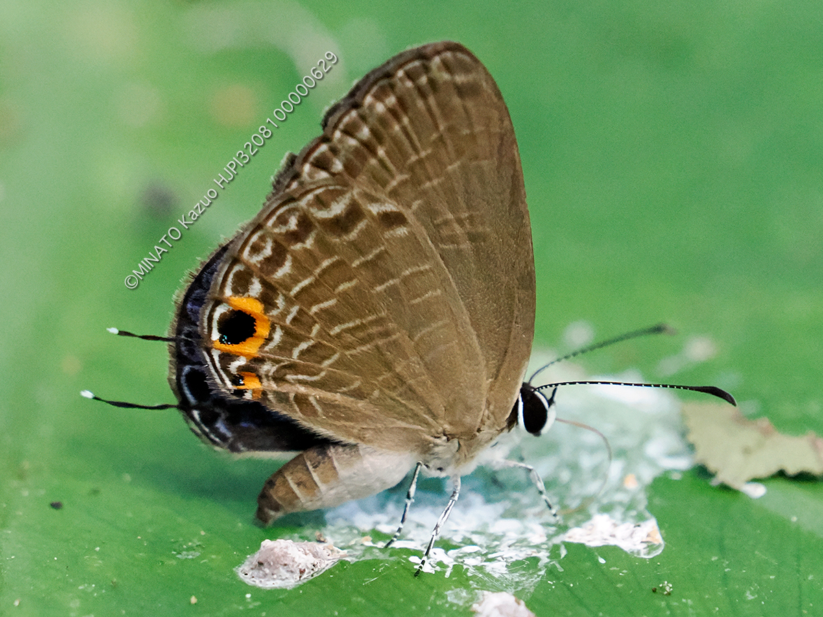 ルリウラナミシジミ