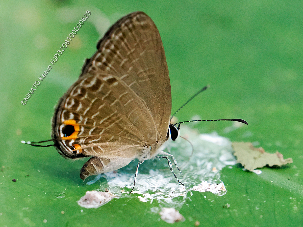 ルリウラナミシジミ