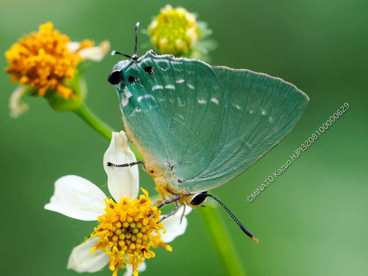 イワカワシジミ
