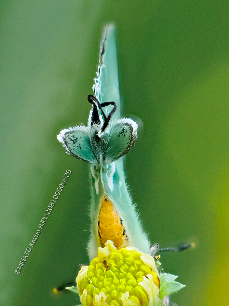 イワカワシジミ