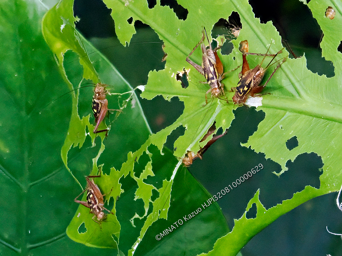 マダラマツムシ