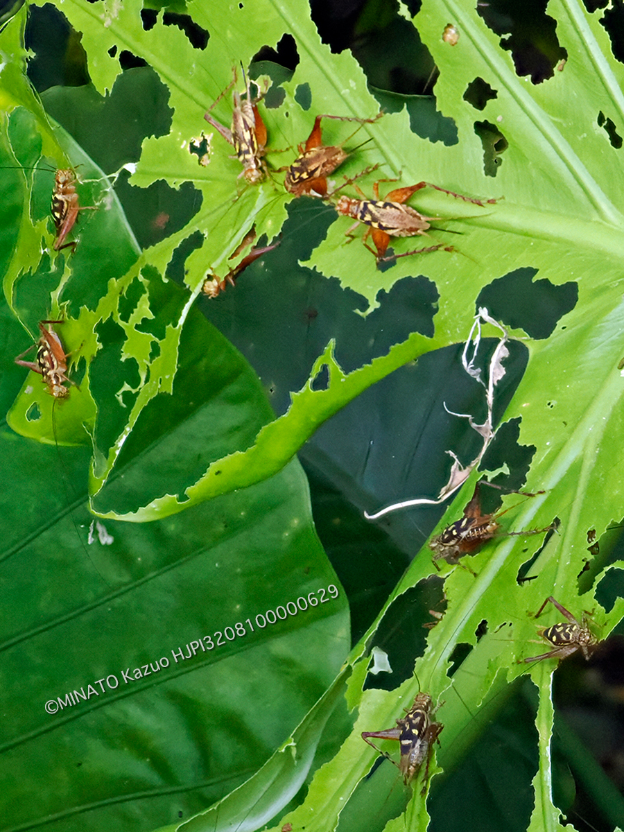 マダラマツムシ