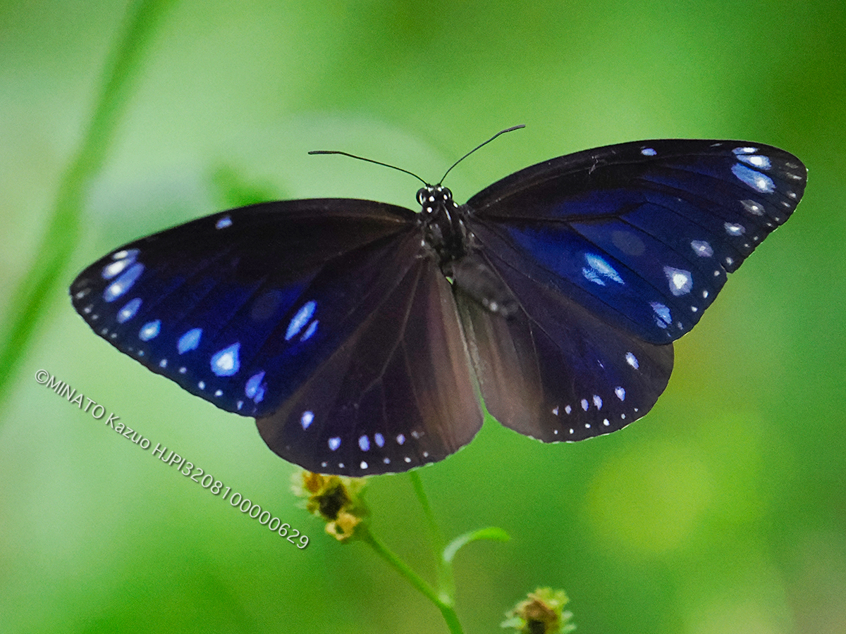 マルバネルリマダラ