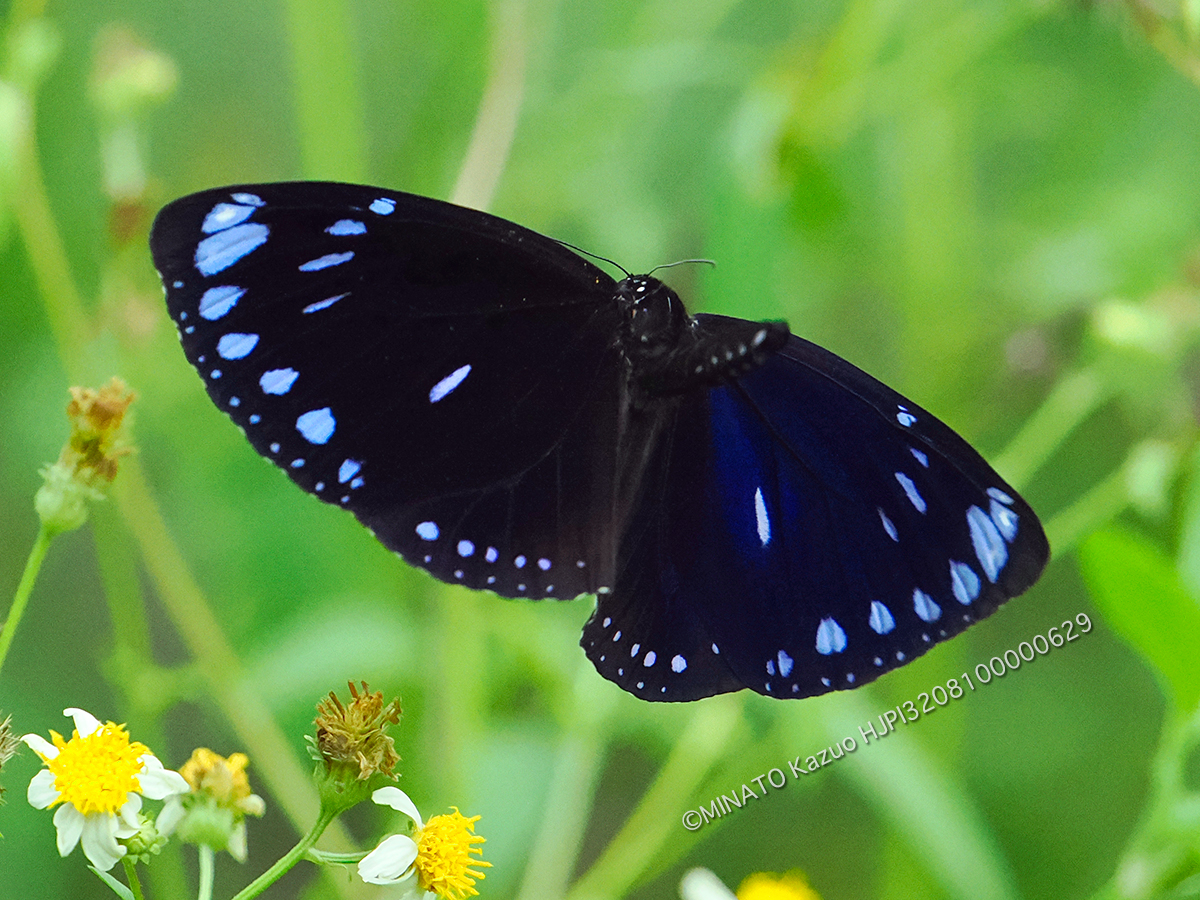 マルバネルリマダラ