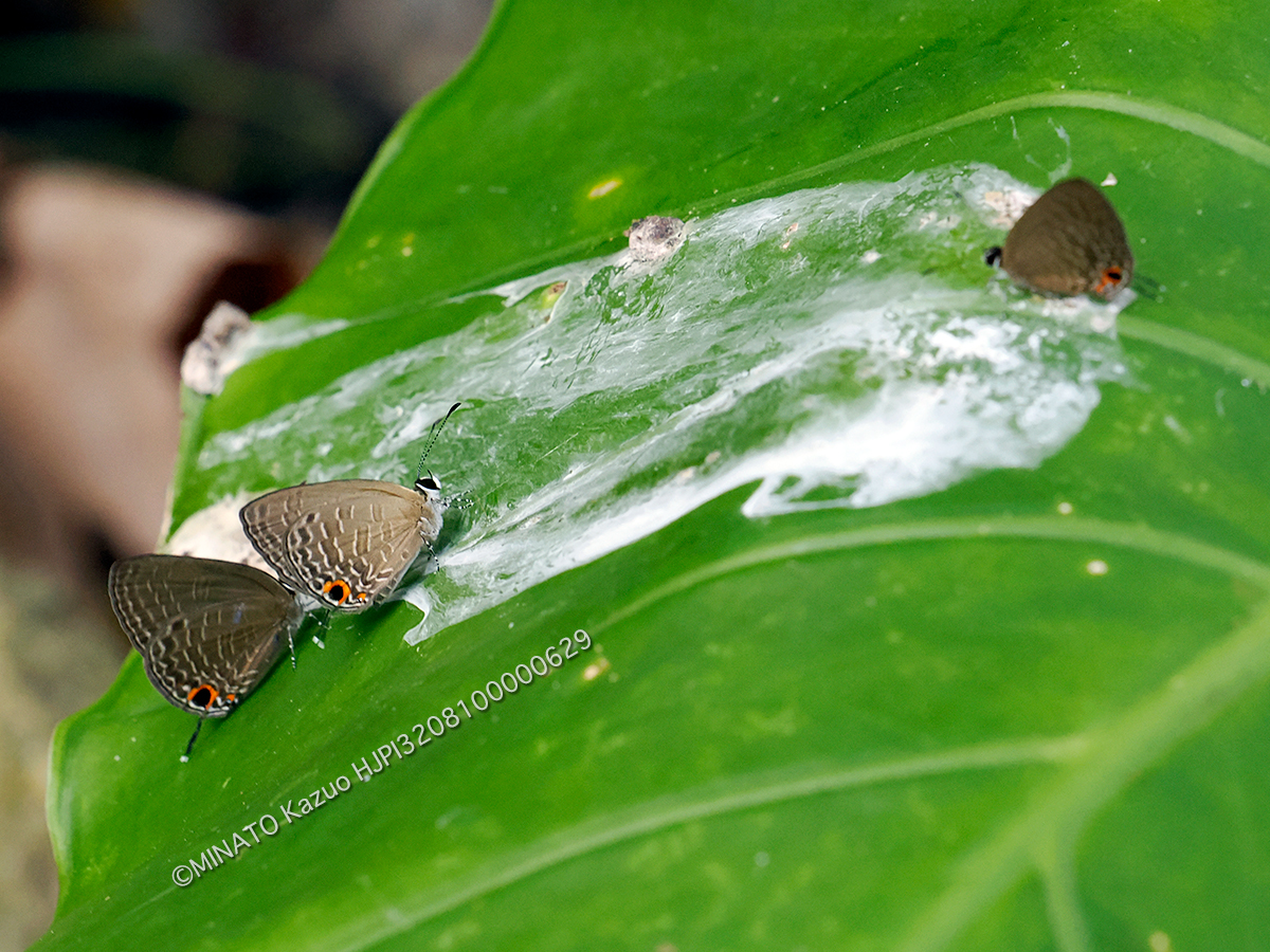ルリウラナミシジミ