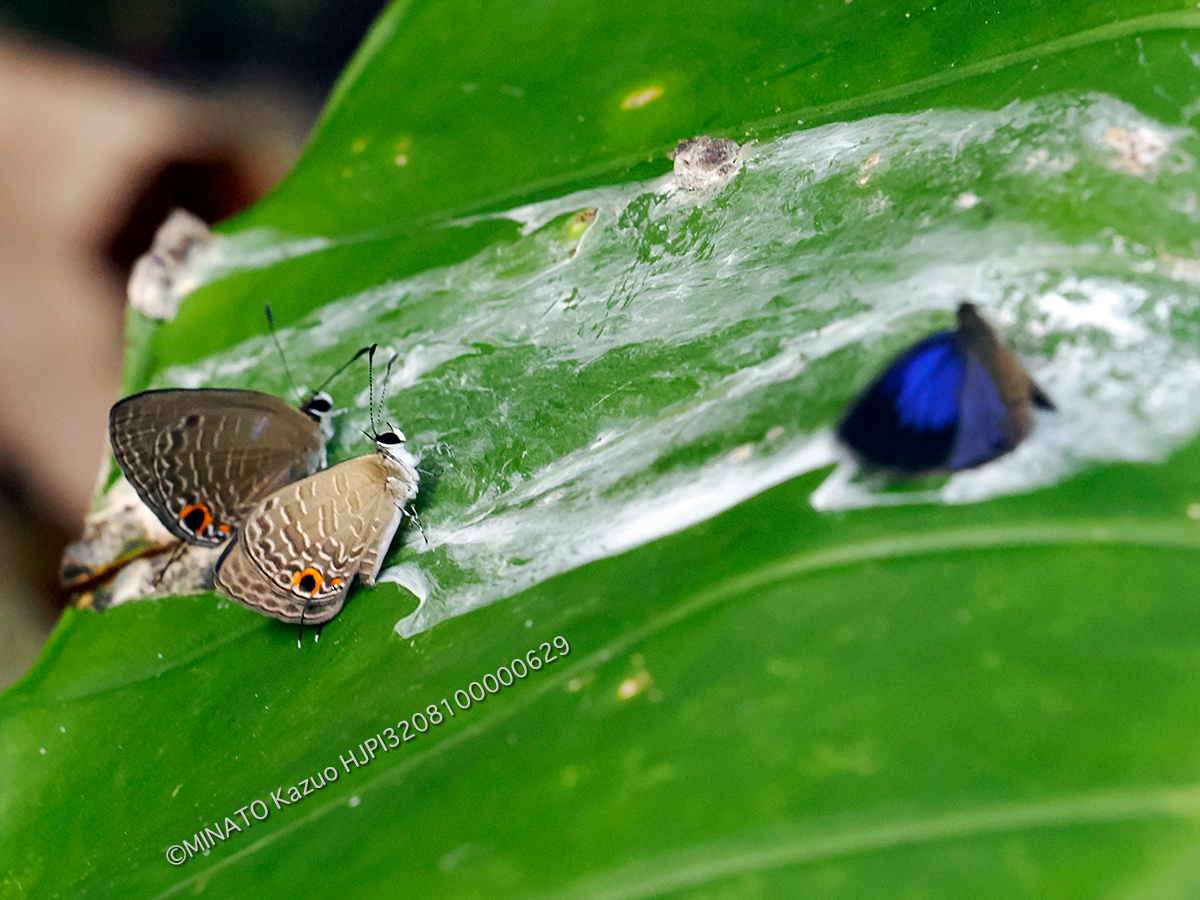 ルリウラナミシジミ