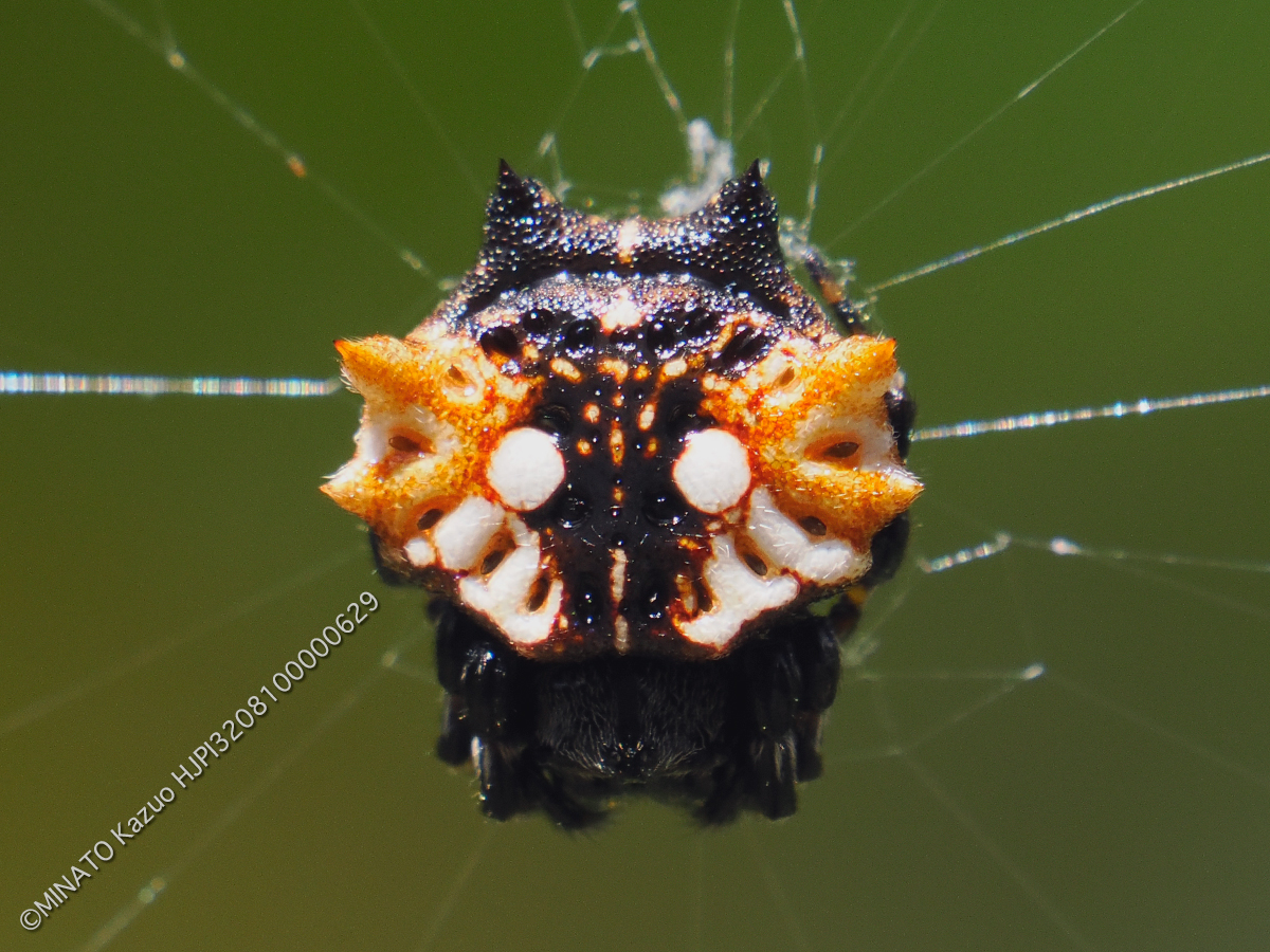 チブサトゲグモ