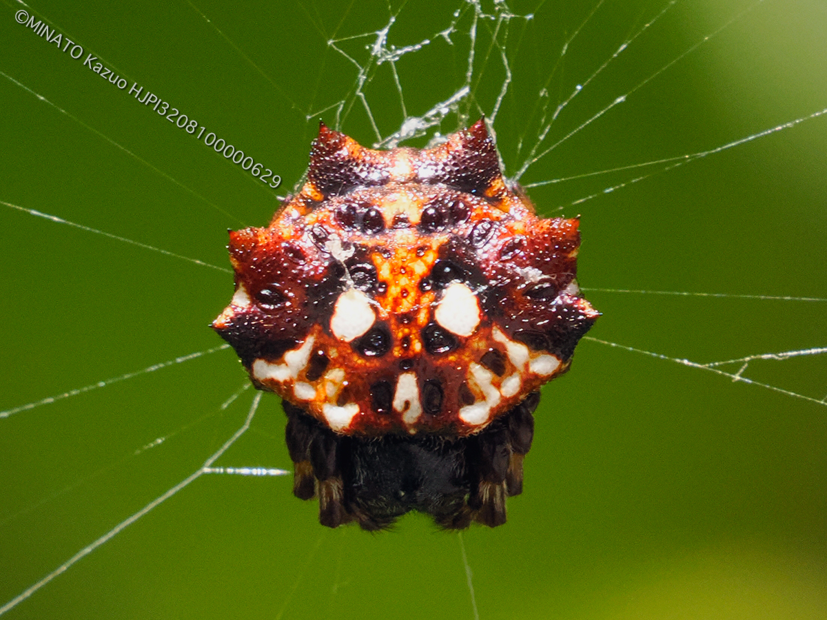 チブサトゲグモ