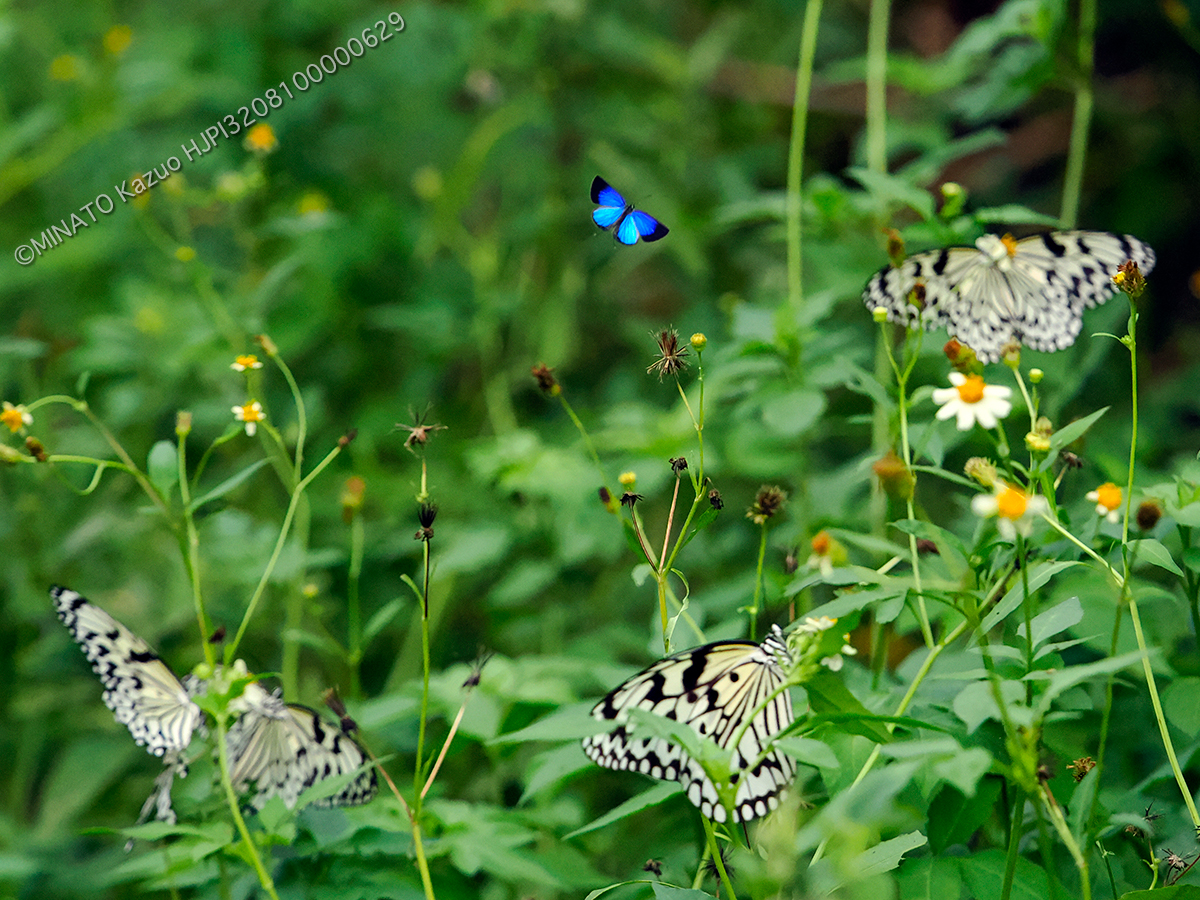 ルリウラナミシジミ雄