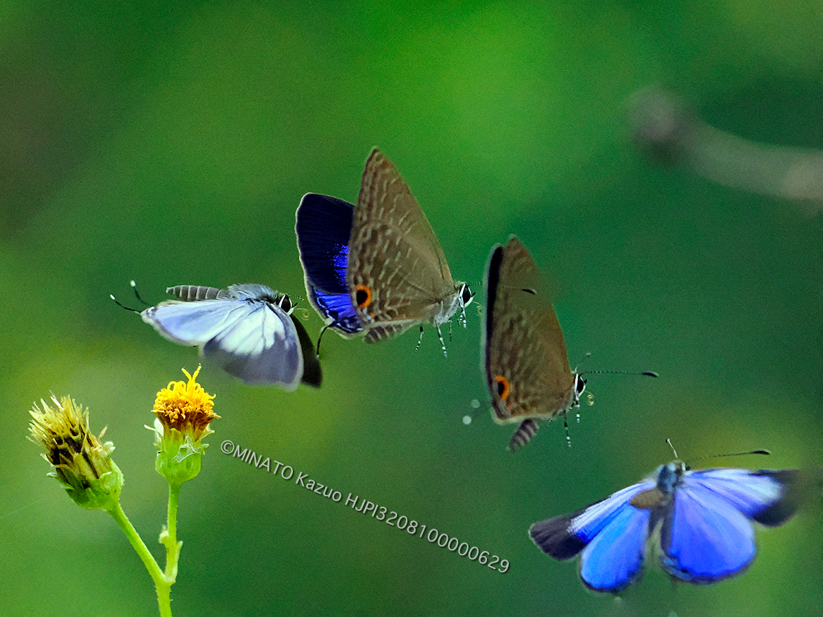 ルリウラナミシジミ雄