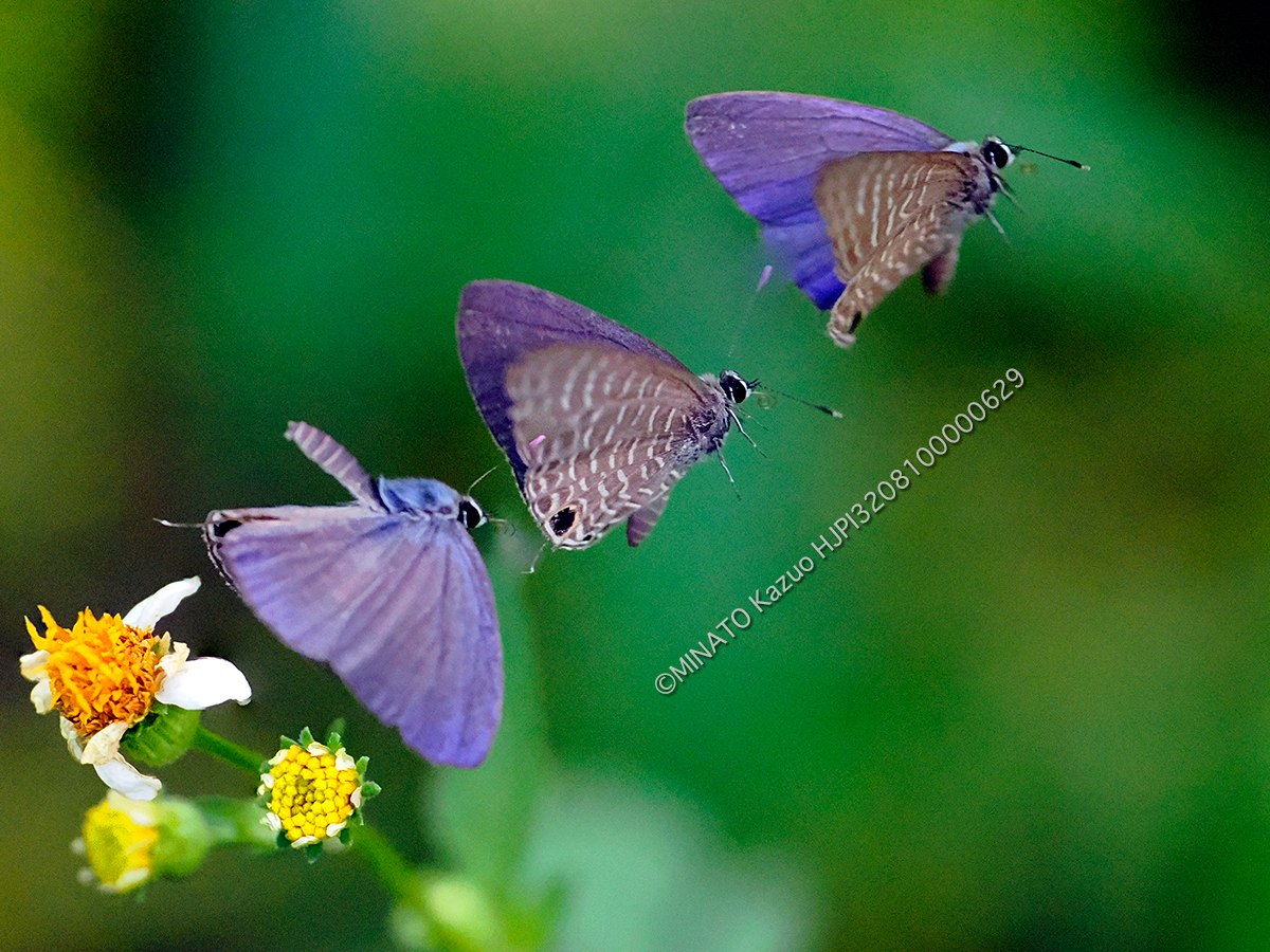 ルリウラナミシジミ雌