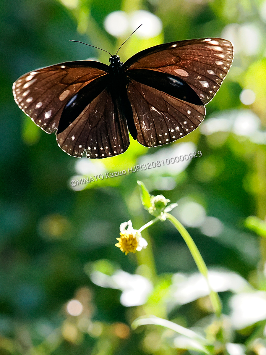 マルバネルリマダラ