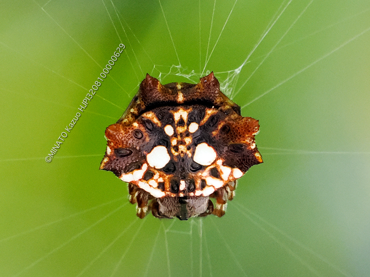 チブサトゲグモ