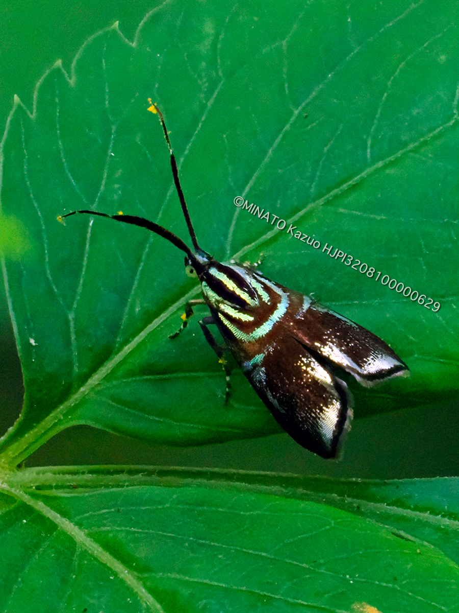イヌビワオオハマキモドキ